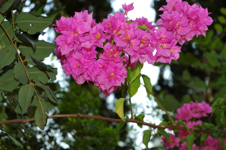 Una bouganvillea carica di fiori rosa acceso. Ischia / PhotoSilvana Matozza